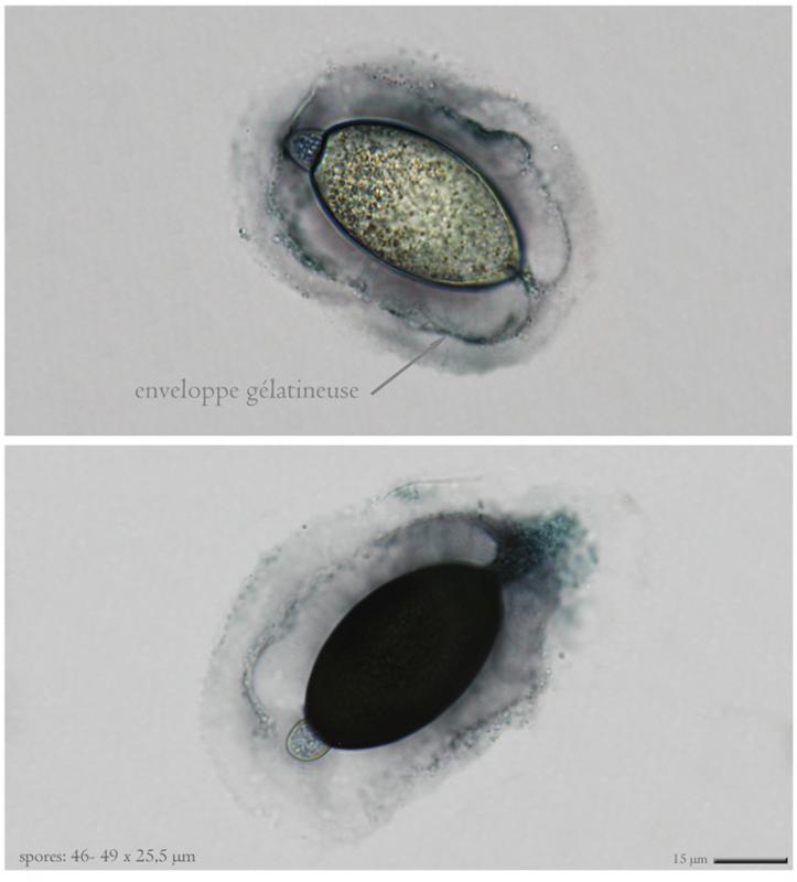 macrostoma