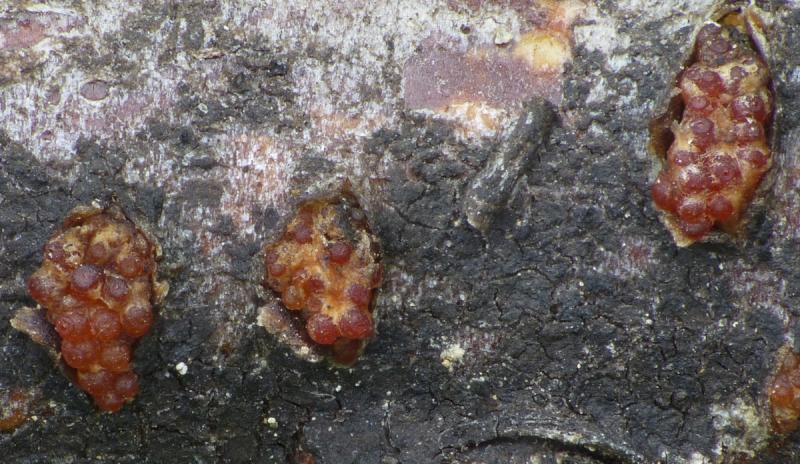 macrostoma