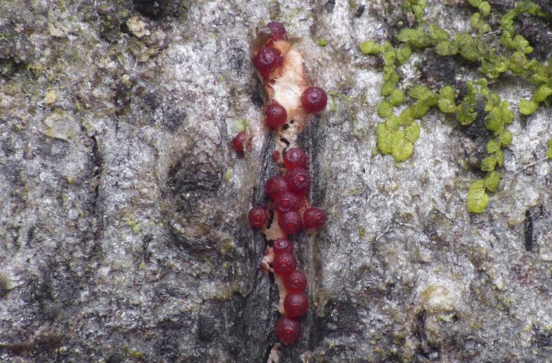 macrostoma