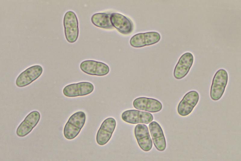 macrostoma
