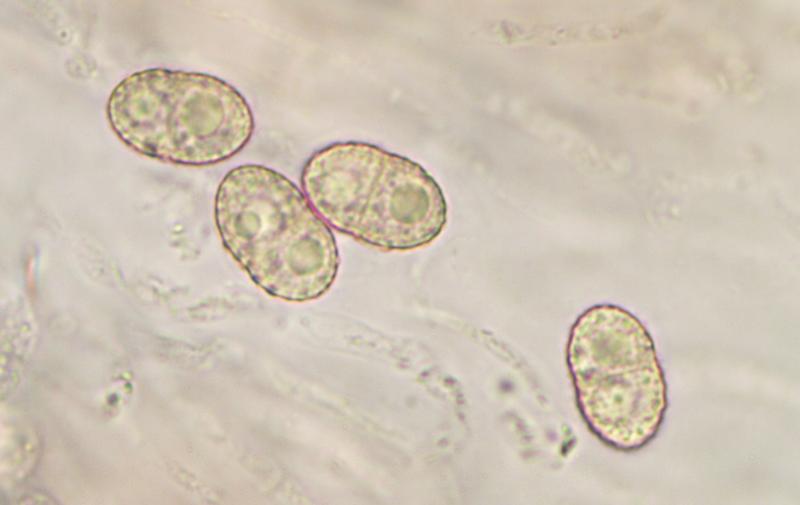 macrostoma