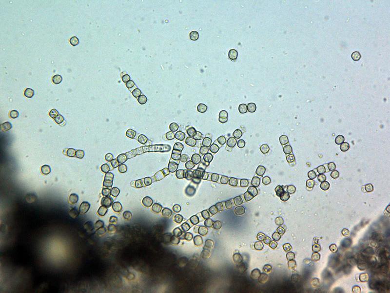 macrostoma