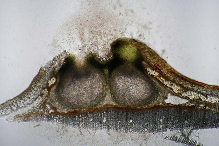 macrostoma