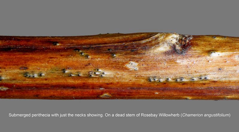 macrostoma