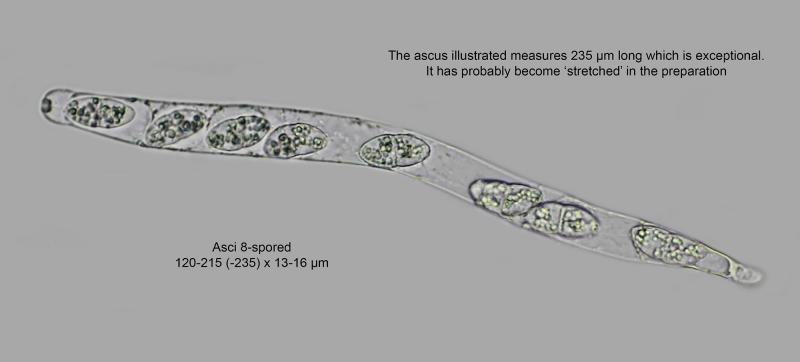 macrostoma