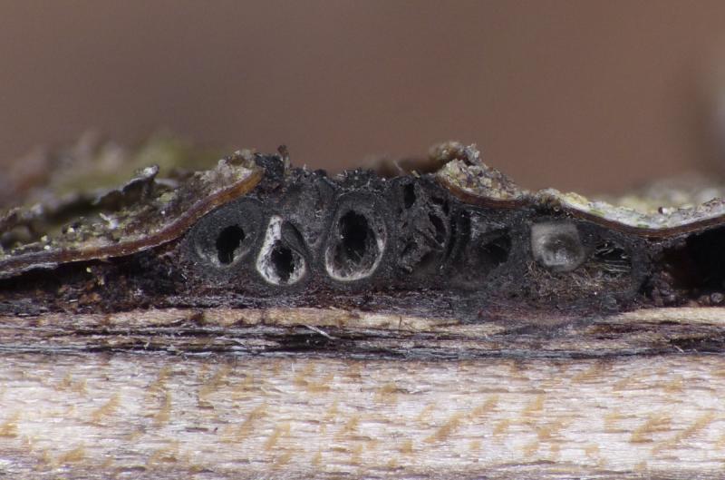 macrostoma