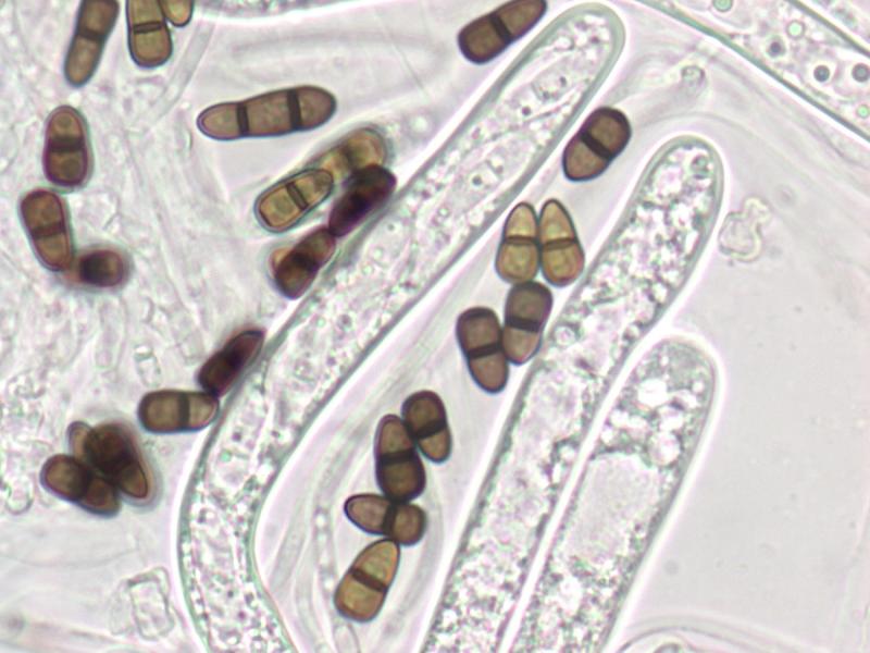macrostoma