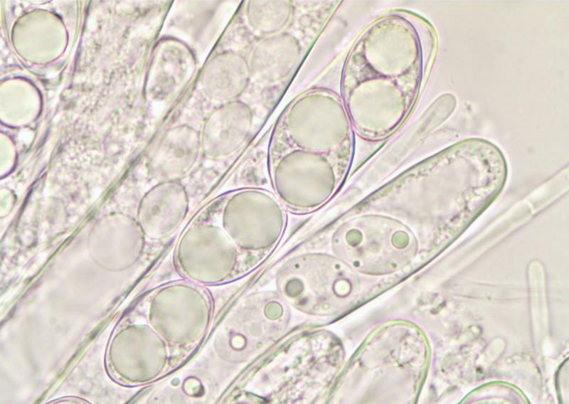 macrostoma