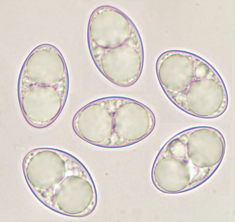 macrostoma