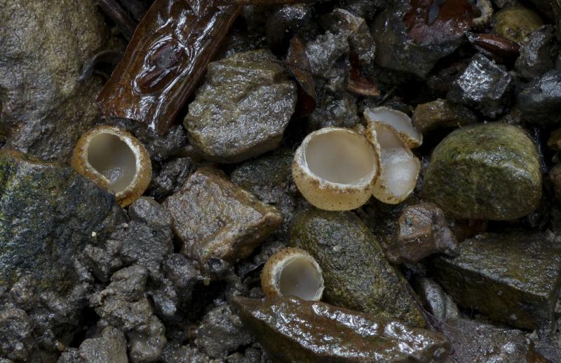 macrostoma