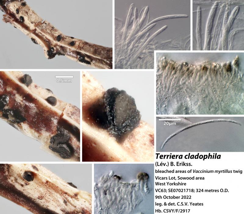macrostoma