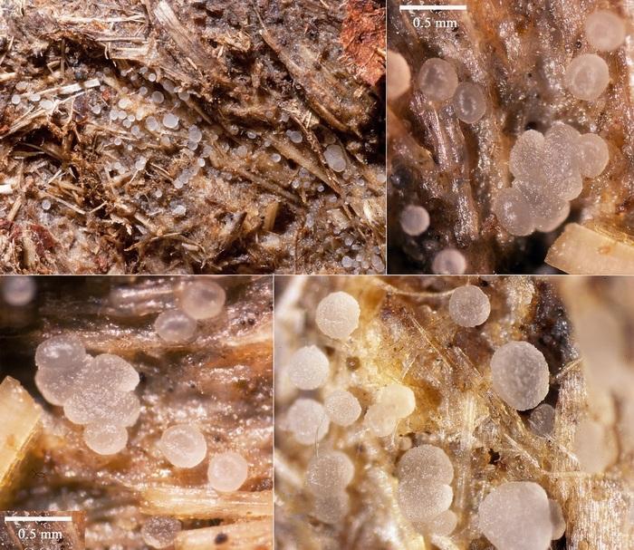 macrostoma