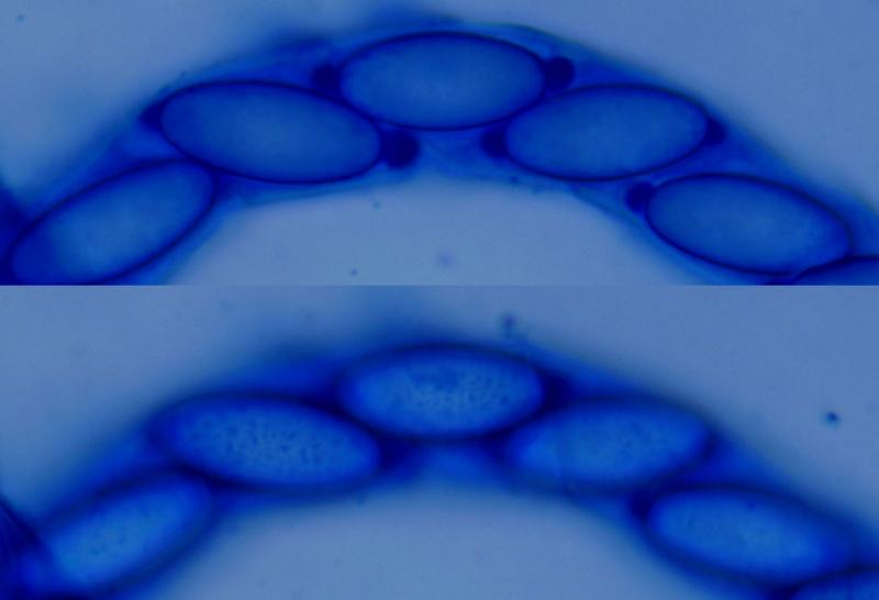 macrostoma