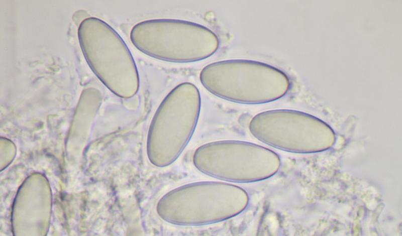 macrostoma