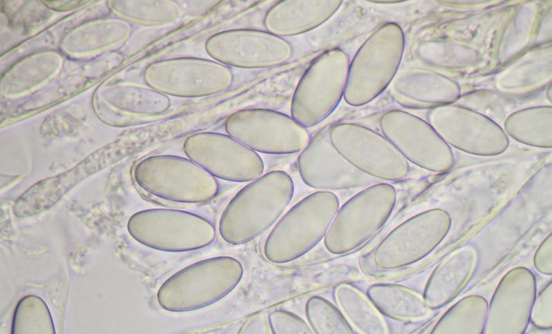 macrostoma