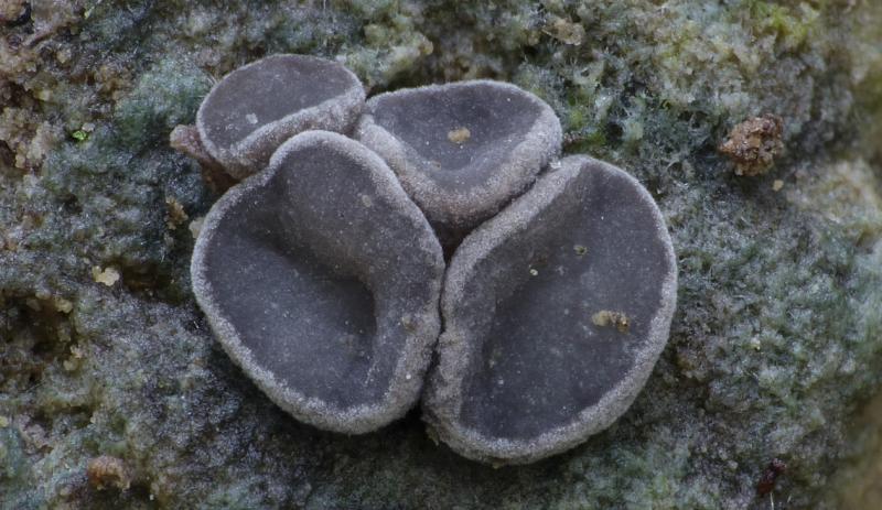 macrostoma