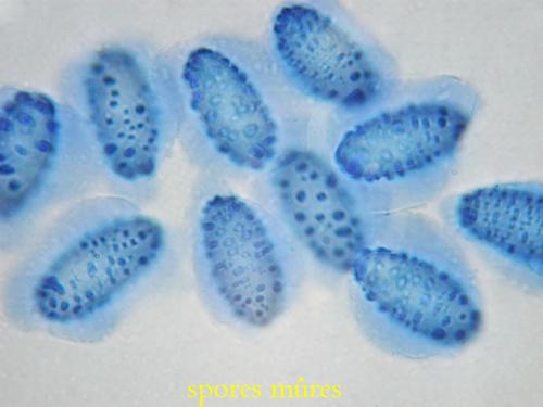 macrostoma