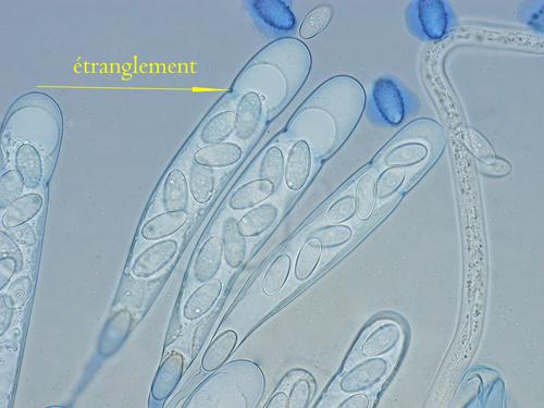 macrostoma