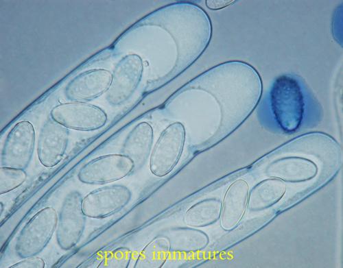 macrostoma