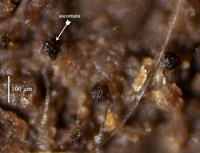 macrostoma