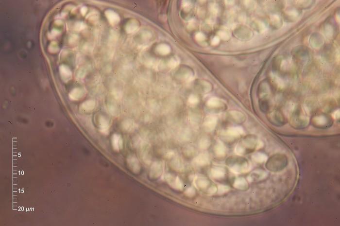 macrostoma