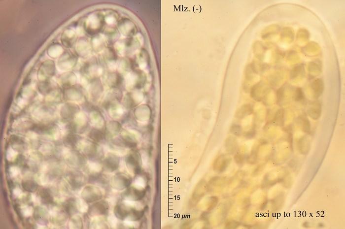 macrostoma