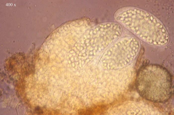 macrostoma