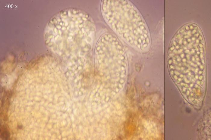 macrostoma