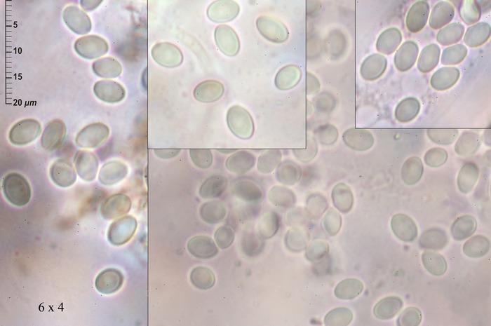 macrostoma