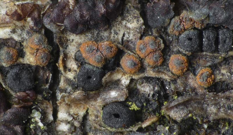 macrostoma