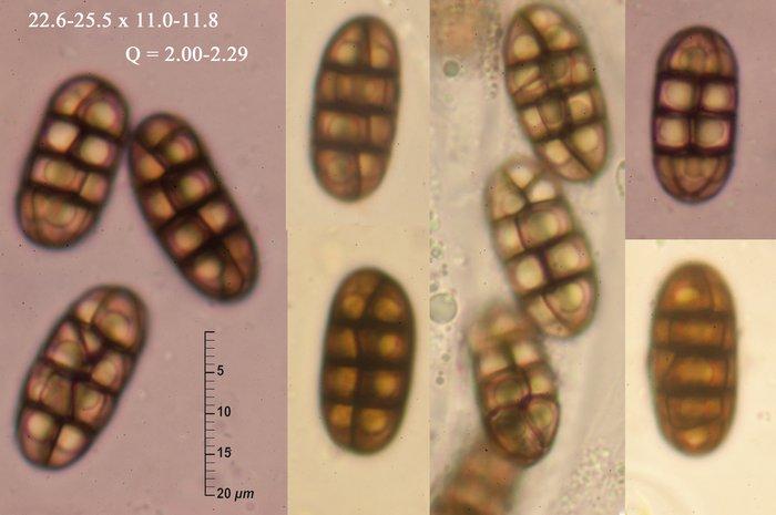 macrostoma