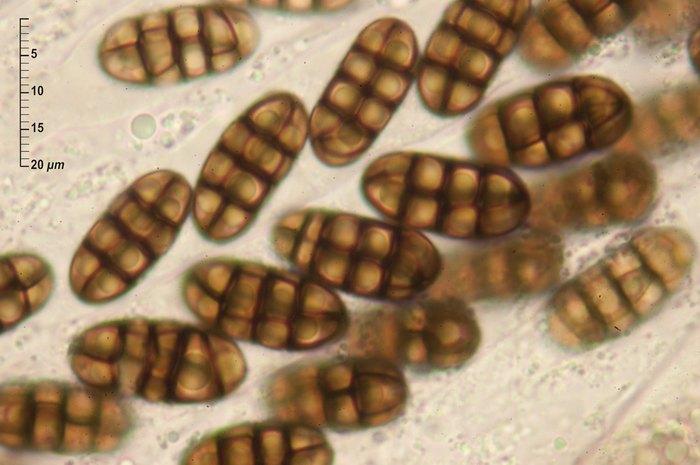 macrostoma