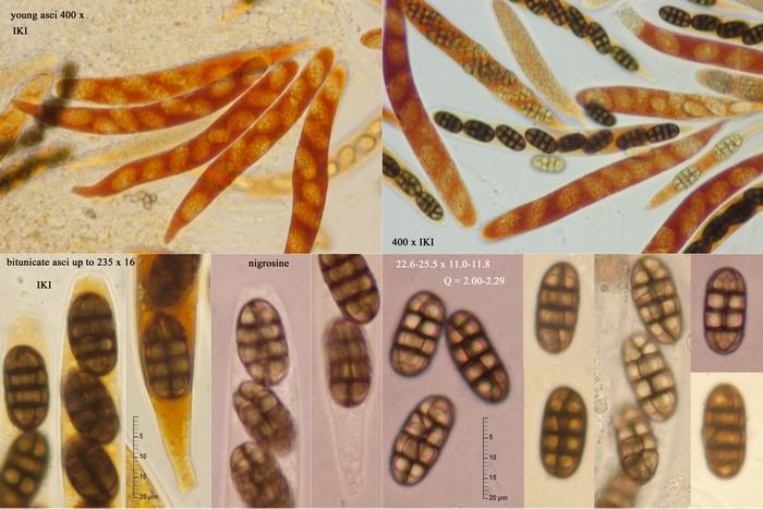macrostoma