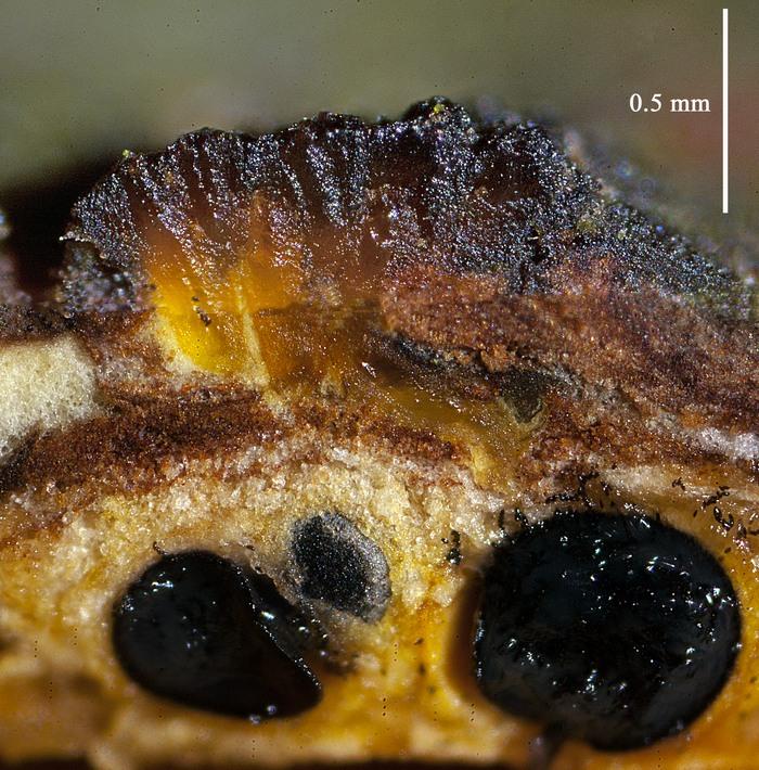 macrostoma