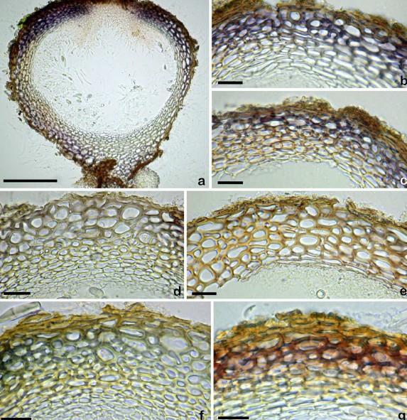 macrostoma