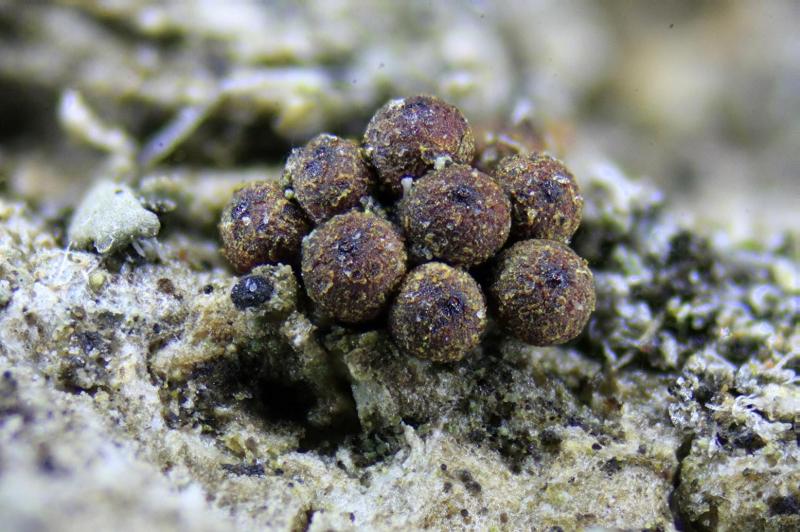 macrostoma