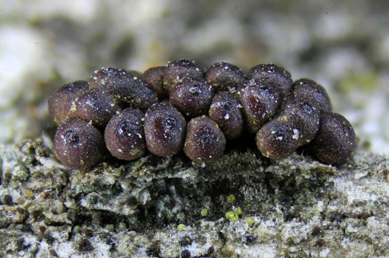 macrostoma