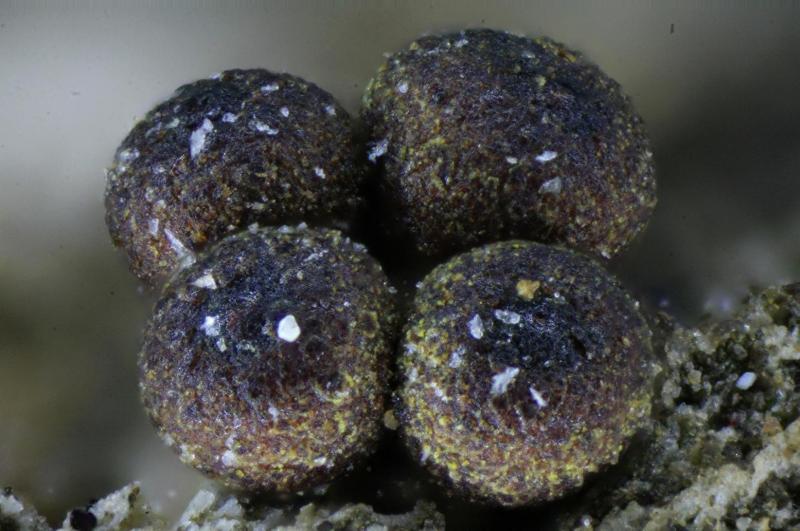 macrostoma