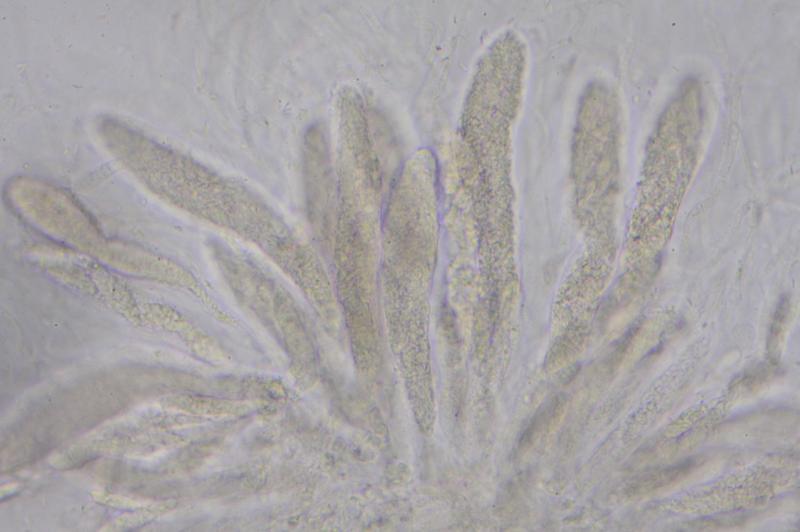 macrostoma