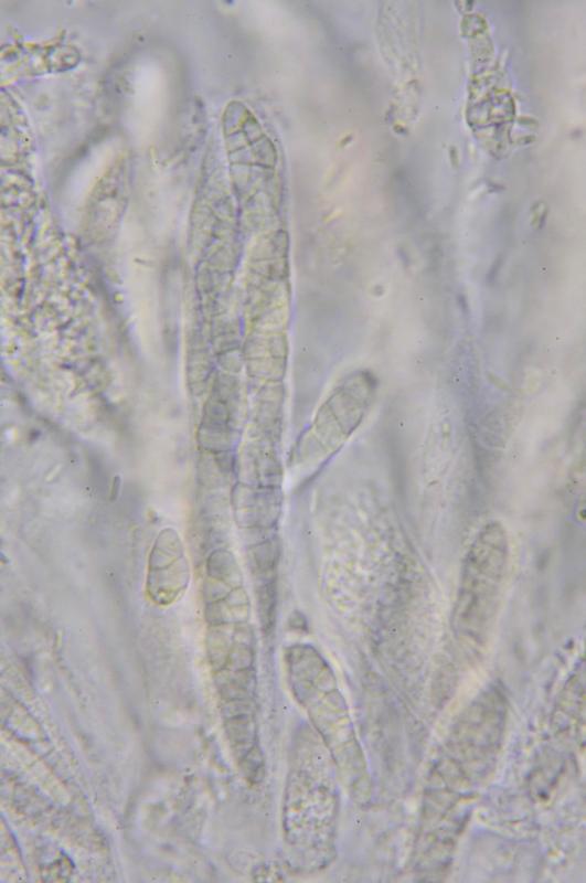 macrostoma