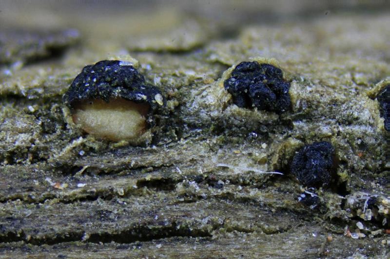 macrostoma