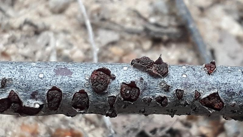 macrostoma
