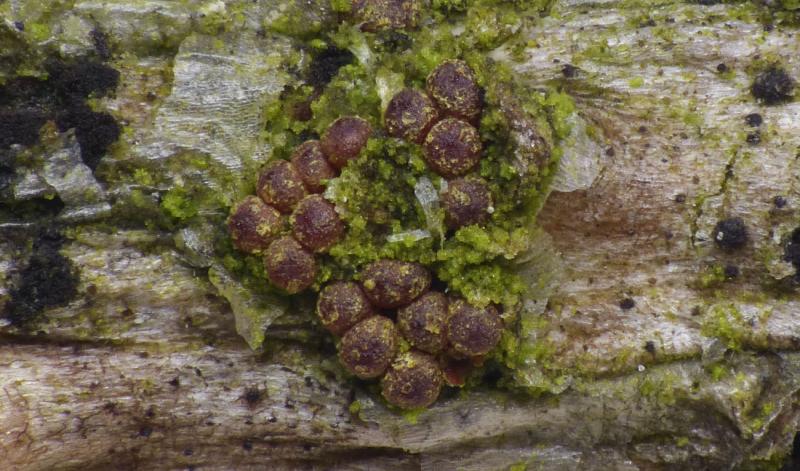macrostoma