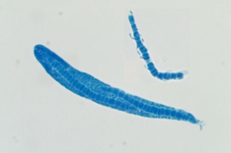 macrostoma