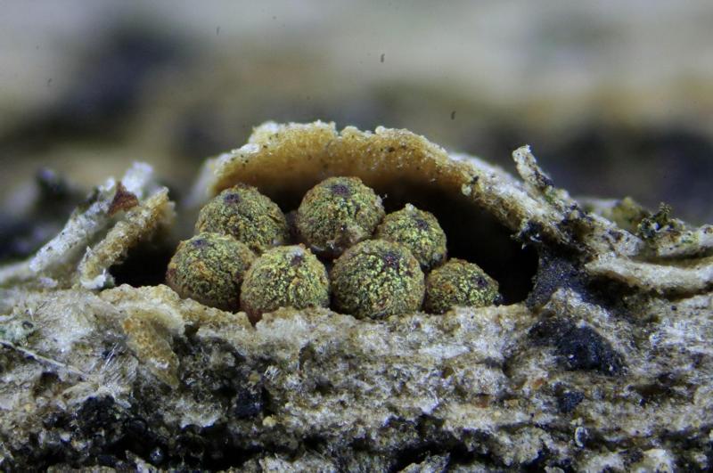macrostoma