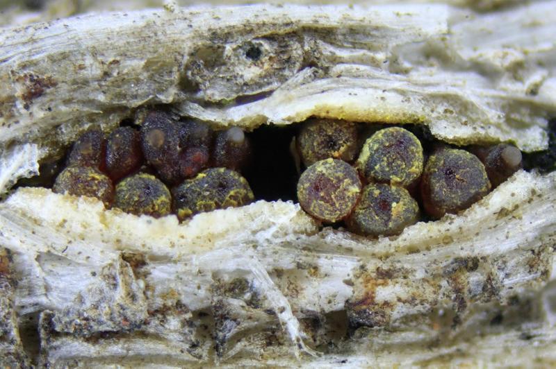 macrostoma