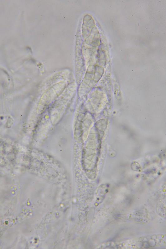 macrostoma