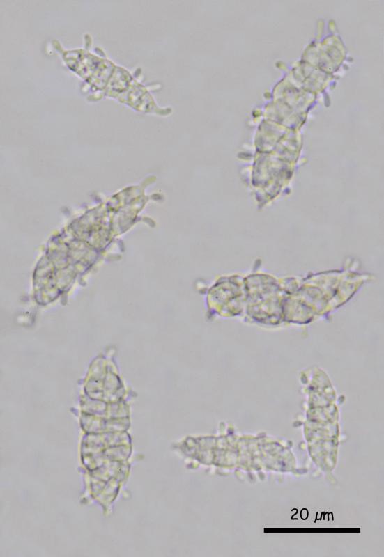 macrostoma