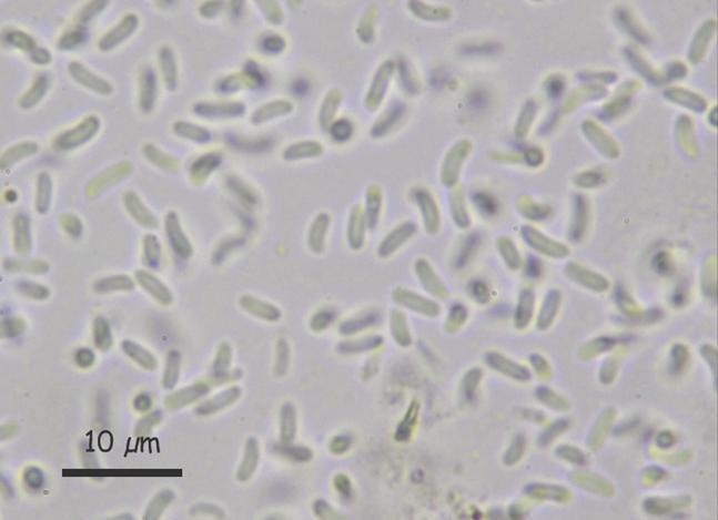 macrostoma