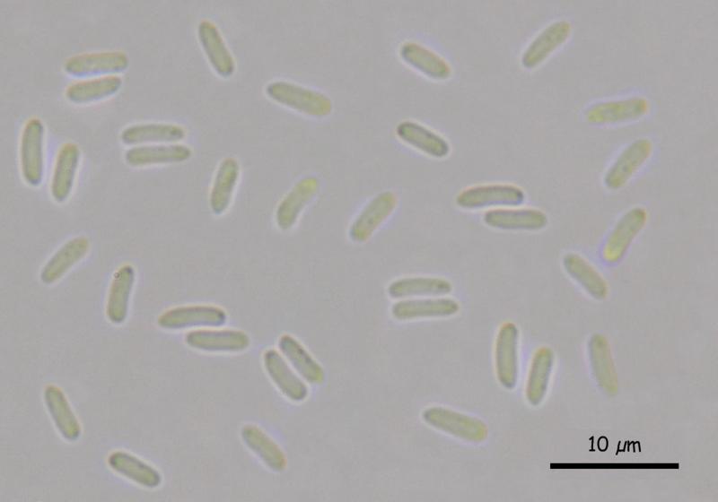 macrostoma